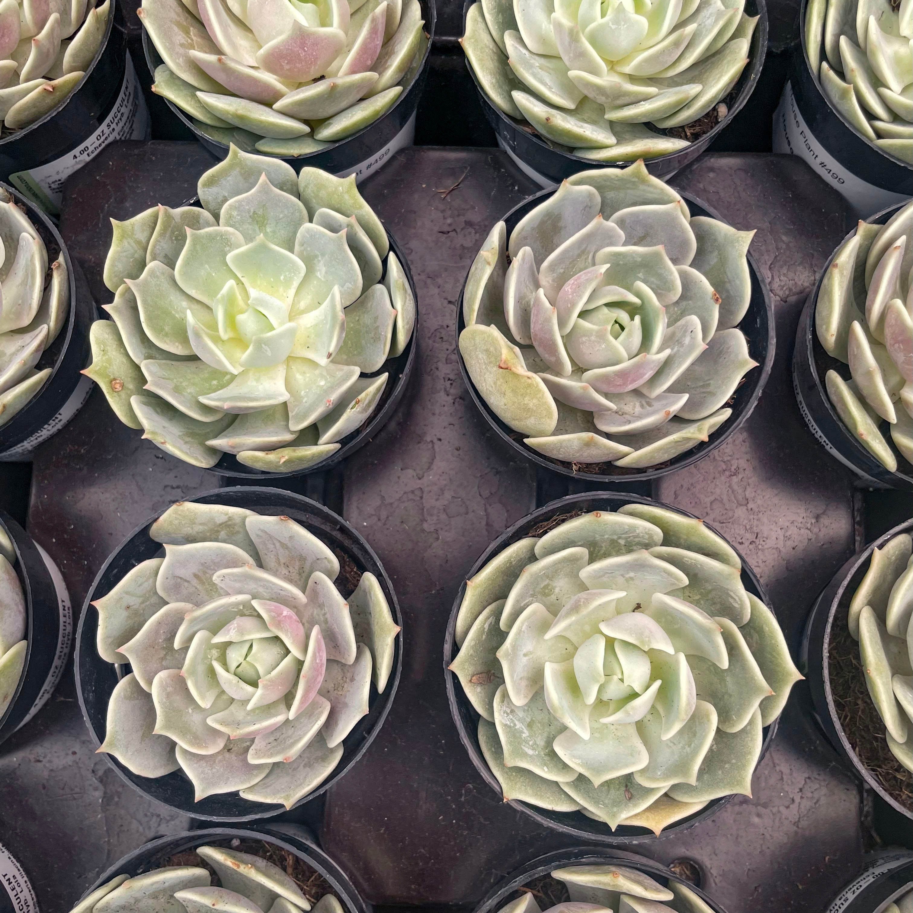 succulent echeveria lola Echeveria ‘Lola’