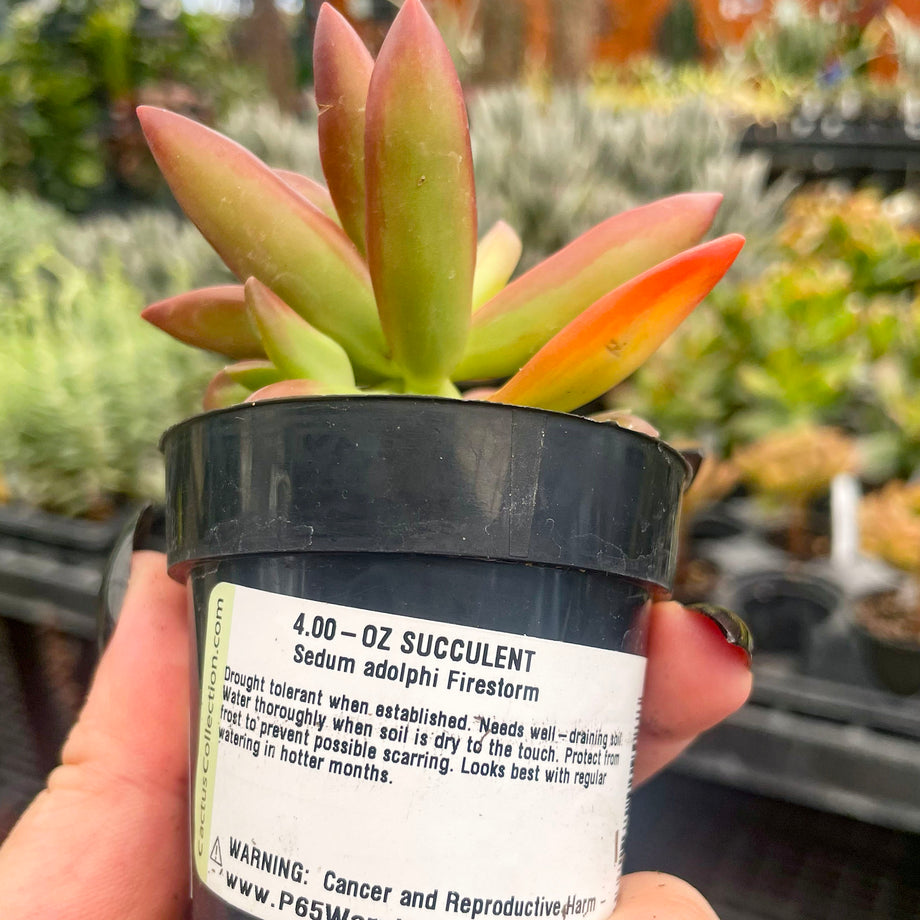 sedum adolphii firestorm succulent Sedum adolphii 'Firestorm' 2 Inch