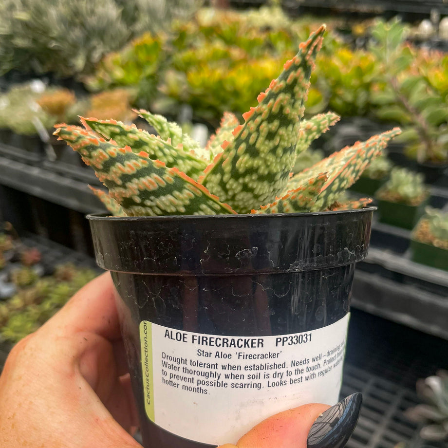 star aloe succulent Aloe 'Firecracker' – Magic Valley Gardens