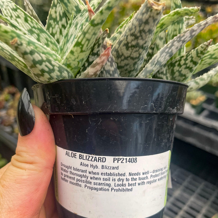 Aloe 'Blizzard'  Magic Valley Gardens