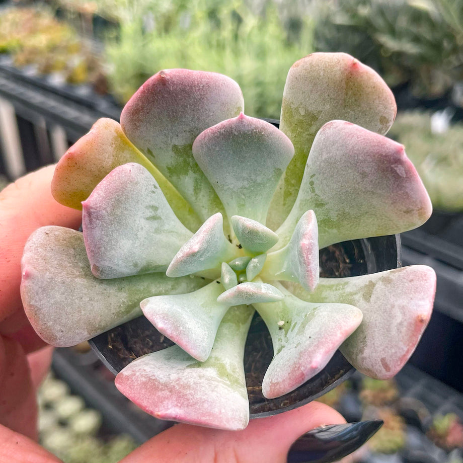 Echeveria 'Cubic Frost' – Magic Valley Gardens
