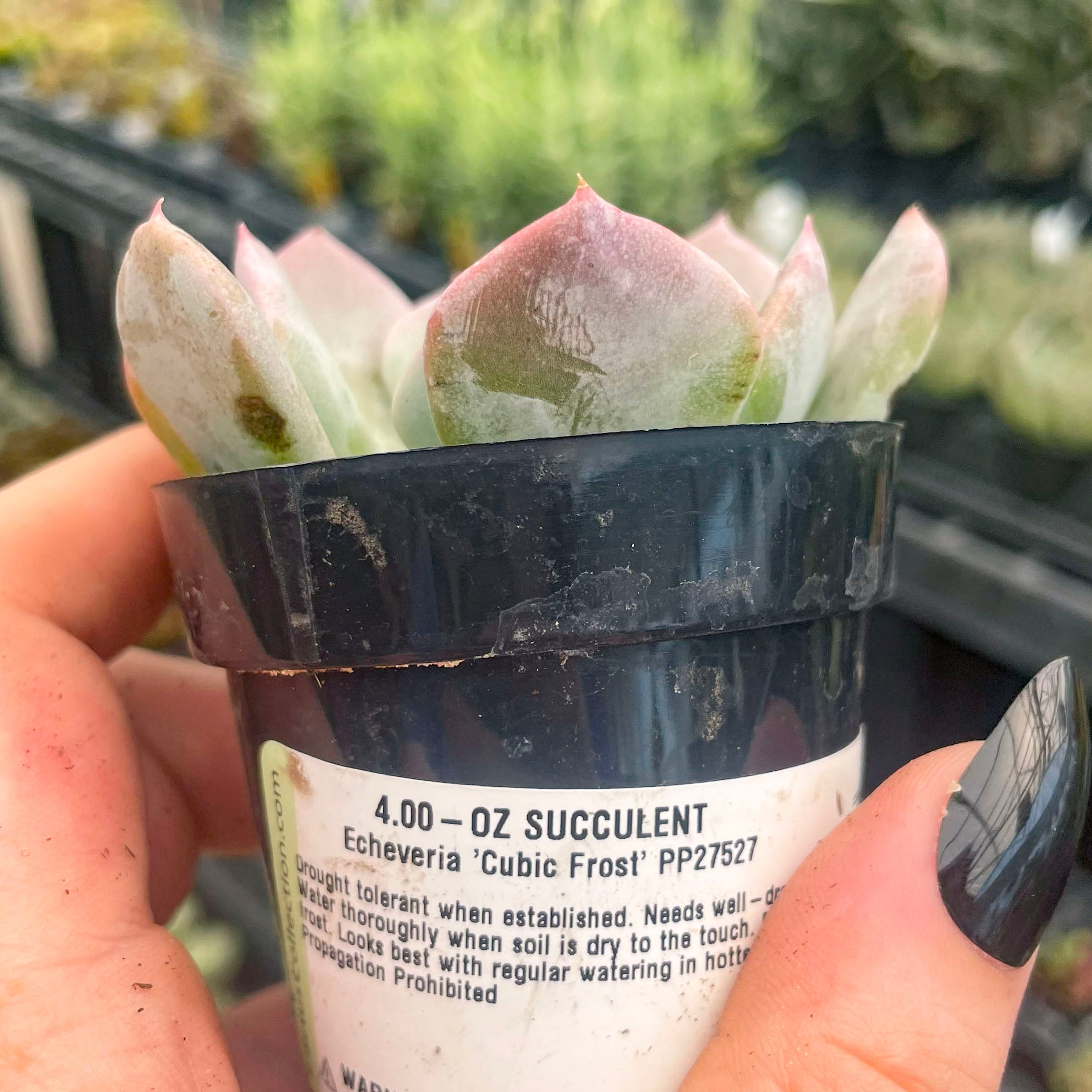 cubic succulent Echeveria 'Cubic Frost' – Magic Valley Gardens