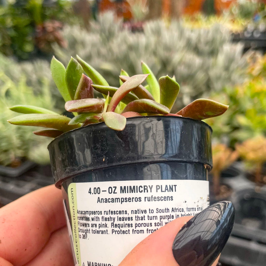 sand rose succulent care Anacampseros rufescens 'Sand Rose' – Magic Valley Gardens