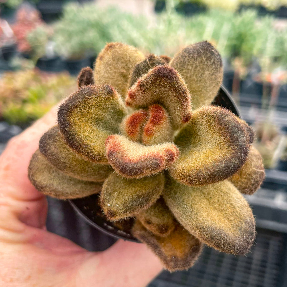 plant teddy Kalanchoe tomentosa ‘Teddy Bear’
