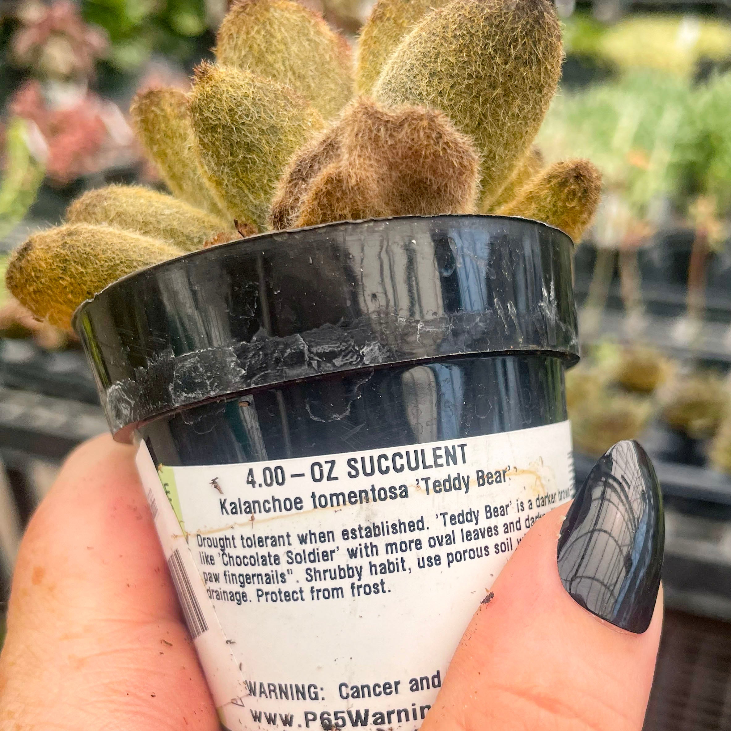 succulent bear Kalanchoe tomentosa 'Teddy Bear' – Magic Valley Gardens