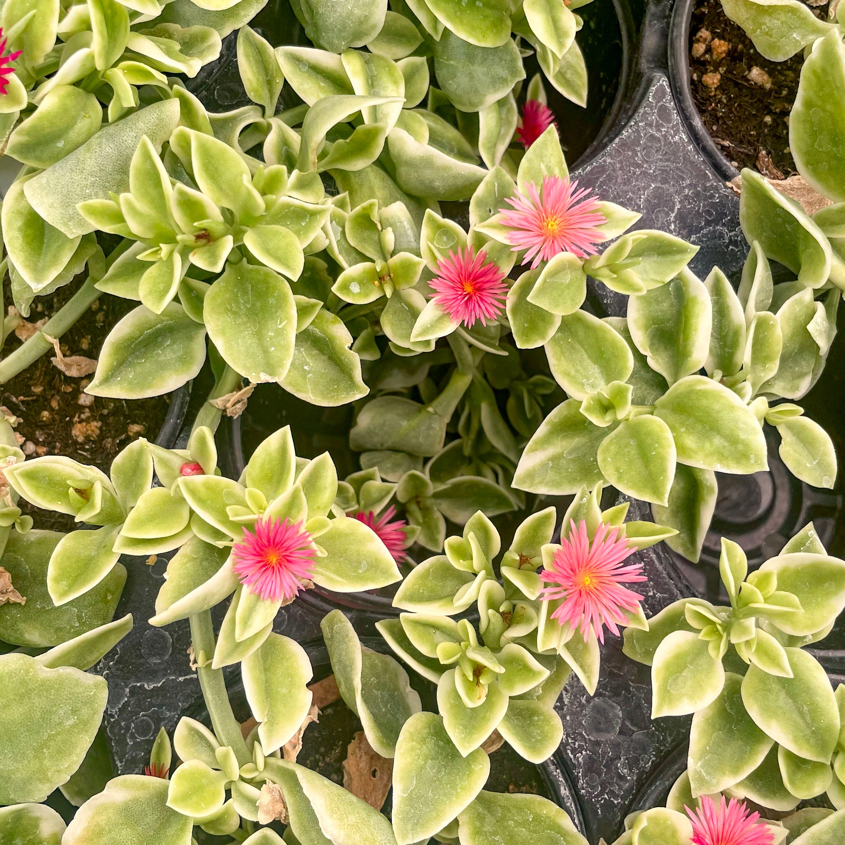 livingstone succulent Dorotheanthus bellidiformis 'Mezoo Trailing Red'