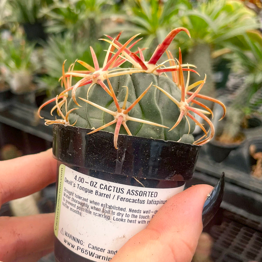 latispinus cactus Ferocactus latispinus (Devil's Tongue Barrel Cactus) – Magic Valley Gardens