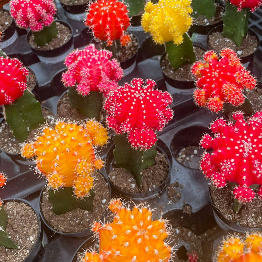 Moon Cactus, Succulent Plant – Magic Valley Gardens