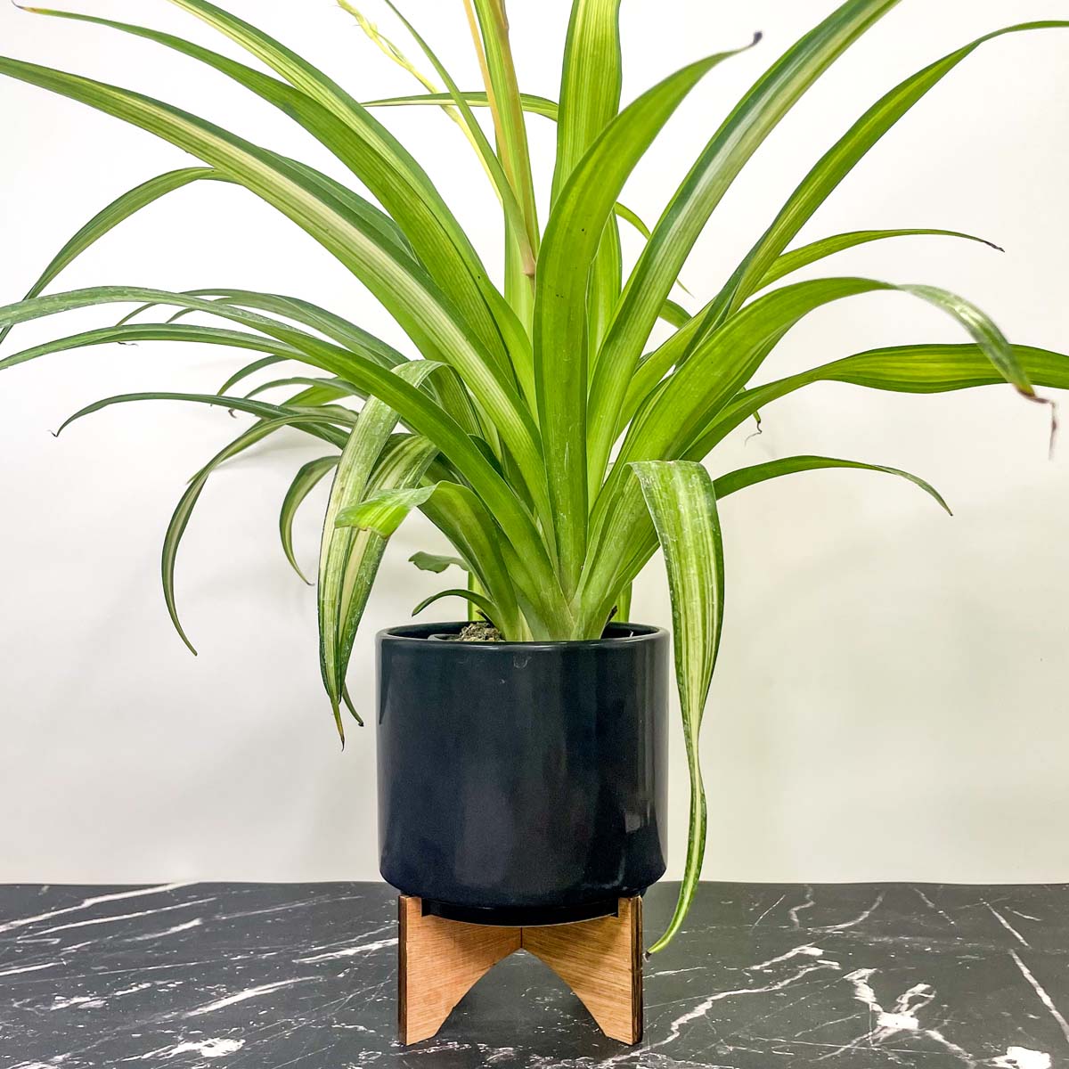 spider hawaiian plant Chlorophytum comosum 'Hawaiian' (Spider Plant) – Magic Valley Gardens