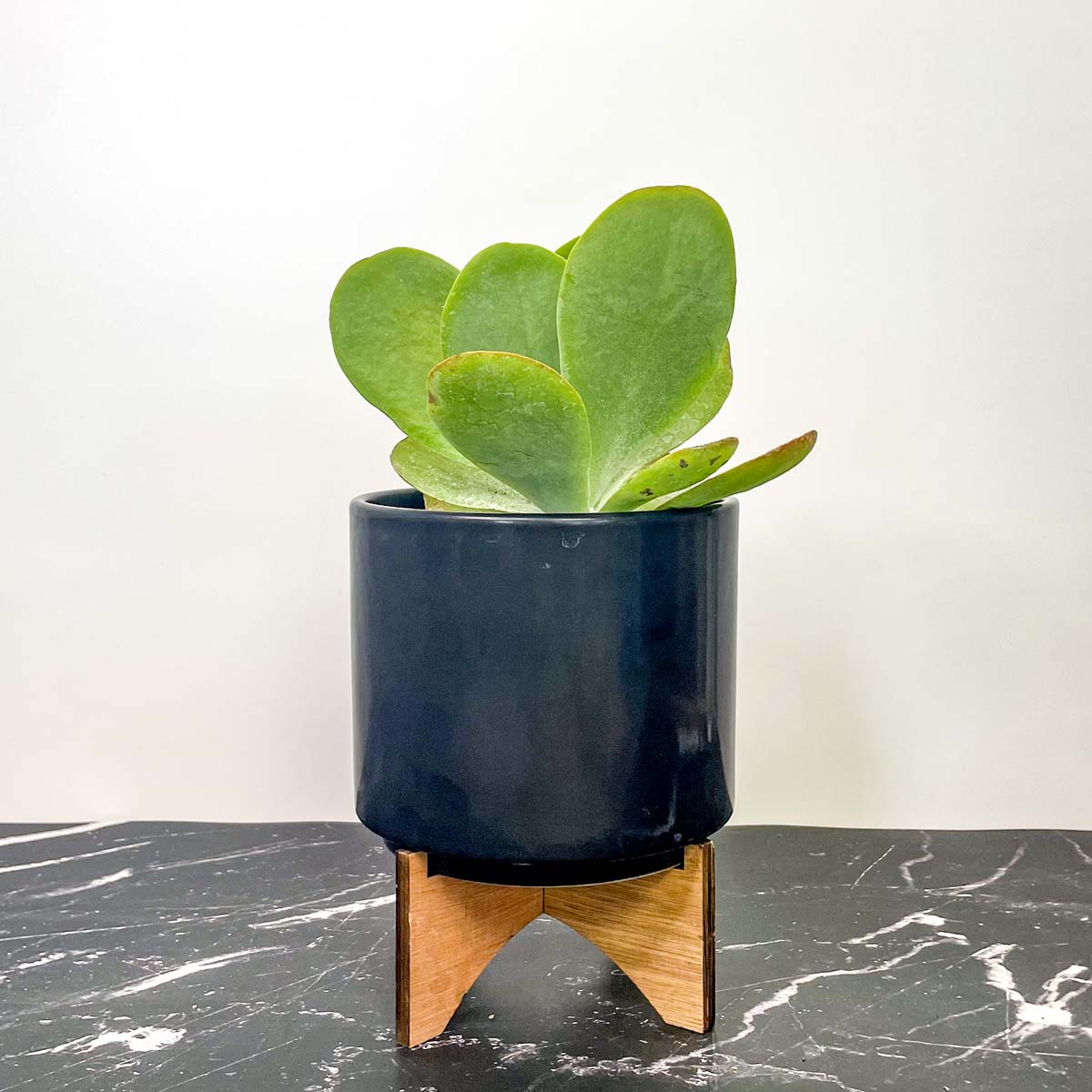 flapjack plant indoors Kalanchoe luciae 'Flapjacks' (Paddle Plant) – Magic Valley Gardens