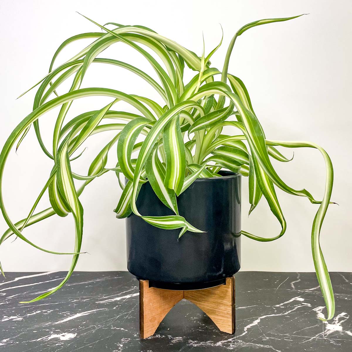 chlorophytum bonnie Chlorophytum comosum 'Bonnie' (Curly Spider Plant) – Magic Valley Gardens