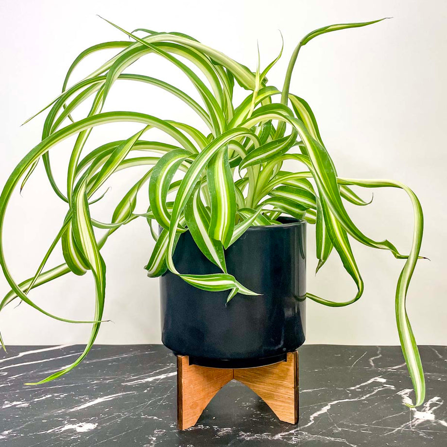 variegated curly spider plant Chlorophytum comosum 'Bonnie' (Curly Spider Plant) – Magic Valley Gardens