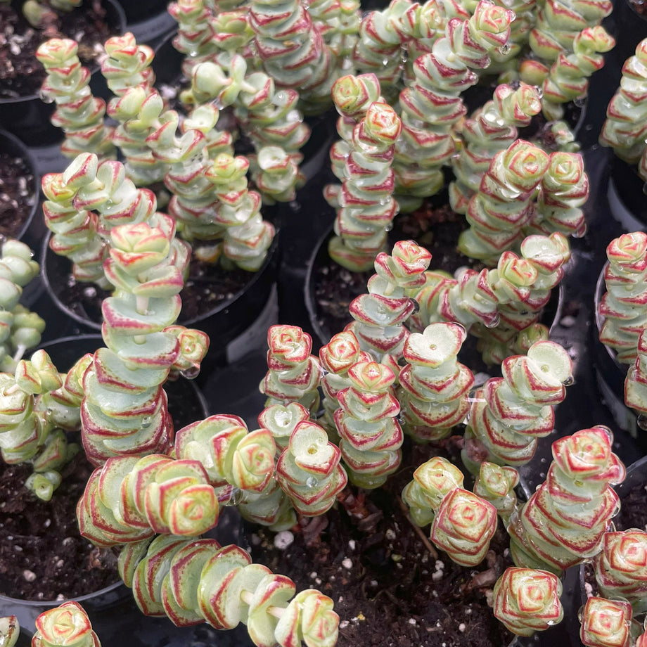 baby necklace succulent Crassula 'Baby's Necklace' – Magic Valley Gardens