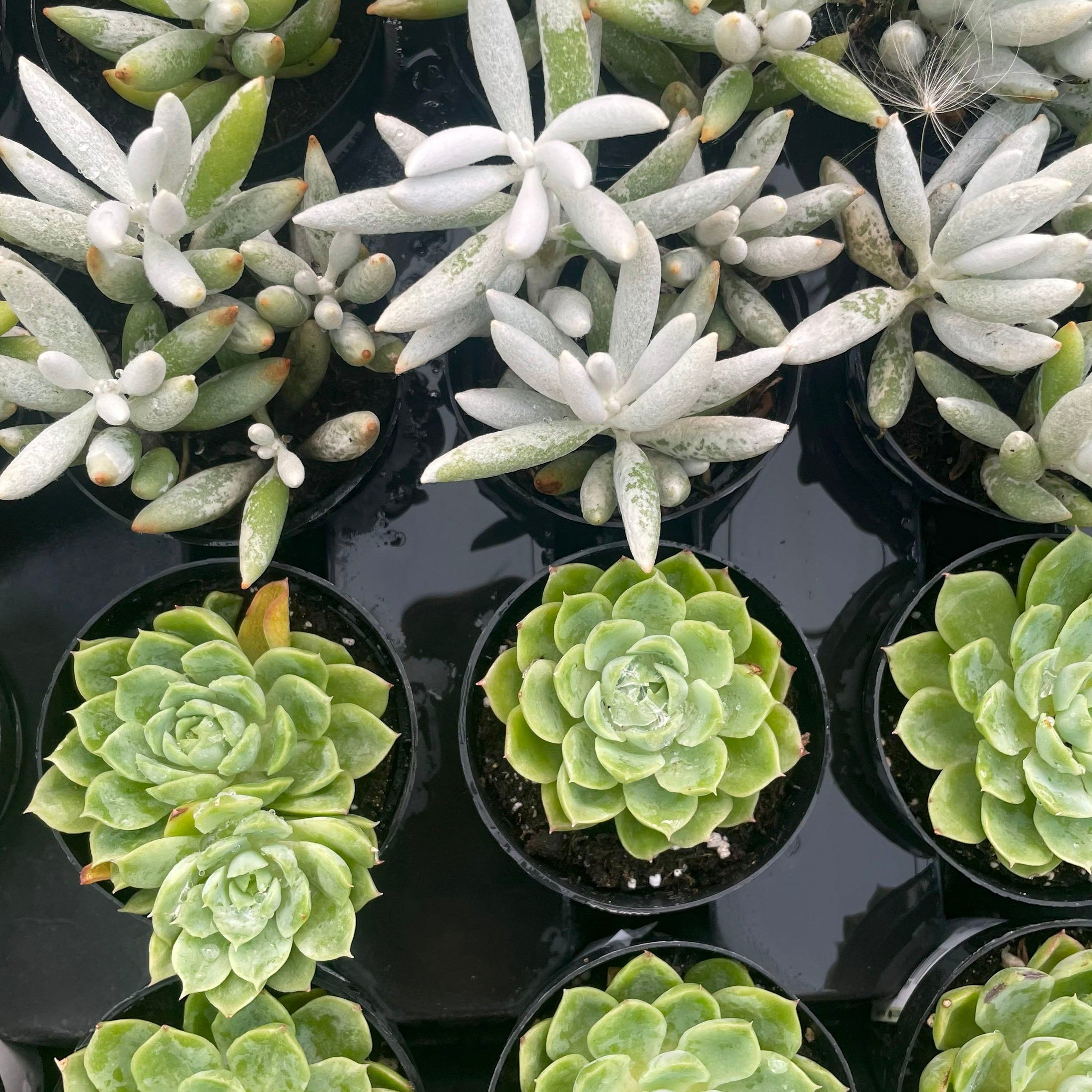 wooly succulent Senecio haworthii (Woolly Senecio)