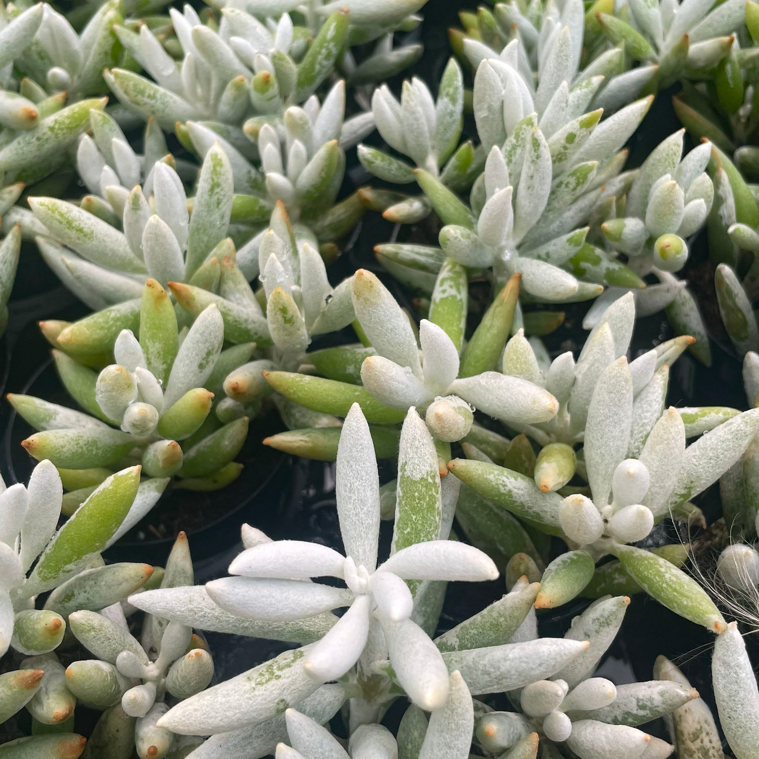 senecio succulent plant Senecio haworthii (Woolly Senecio)