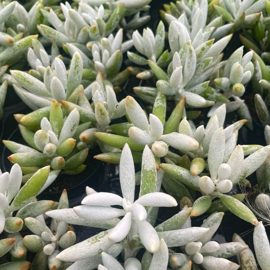 feathery succulent Senecio haworthii (Woolly Senecio) – Magic Valley Gardens