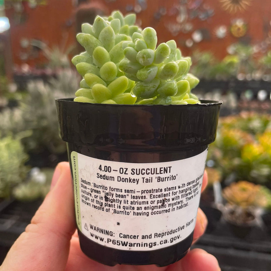 Sedum 'Burrito' – Magic Valley Gardens