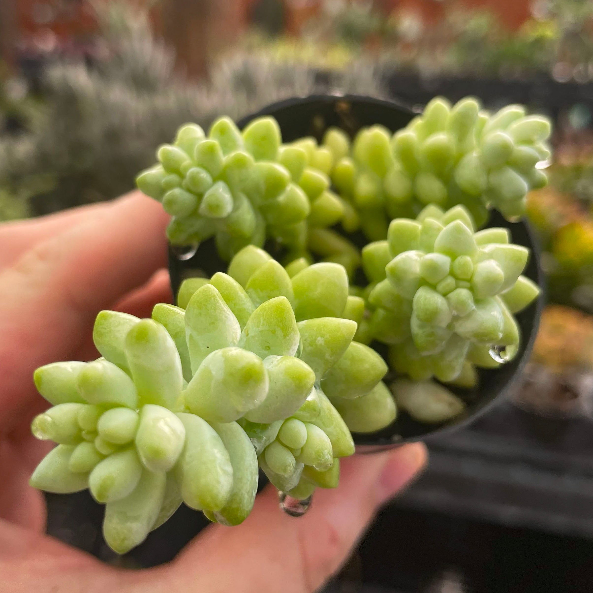 succulent burrito Sedum 'Burrito'