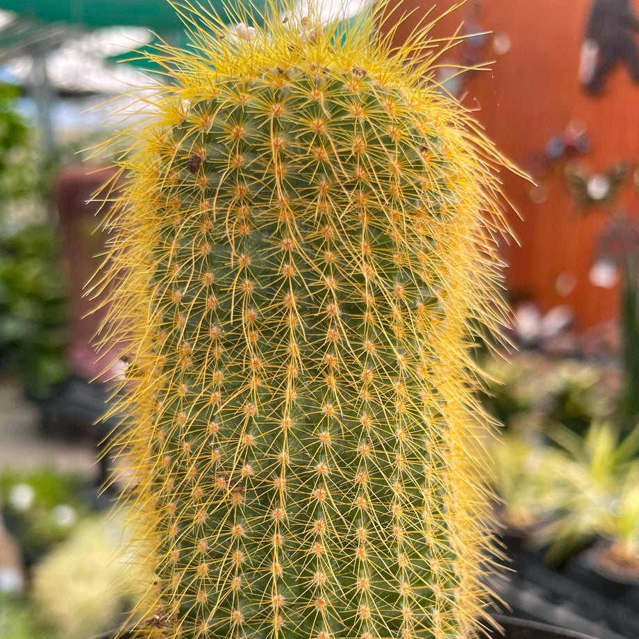 Notocactus leninghausii (Golden Ball Cactus) – Magic Valley Gardens