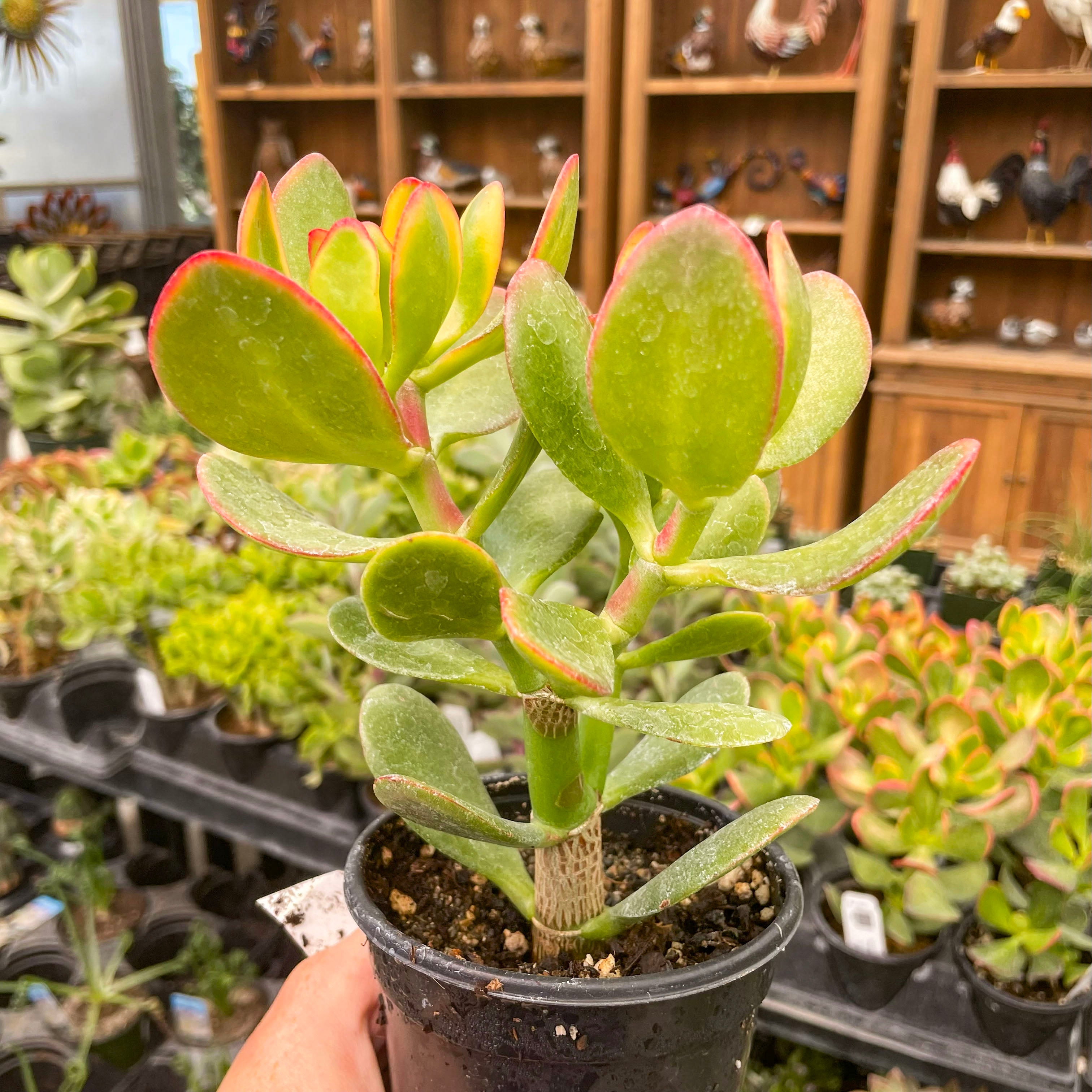 ovata succulents Crassula ovata 'New Sunset'