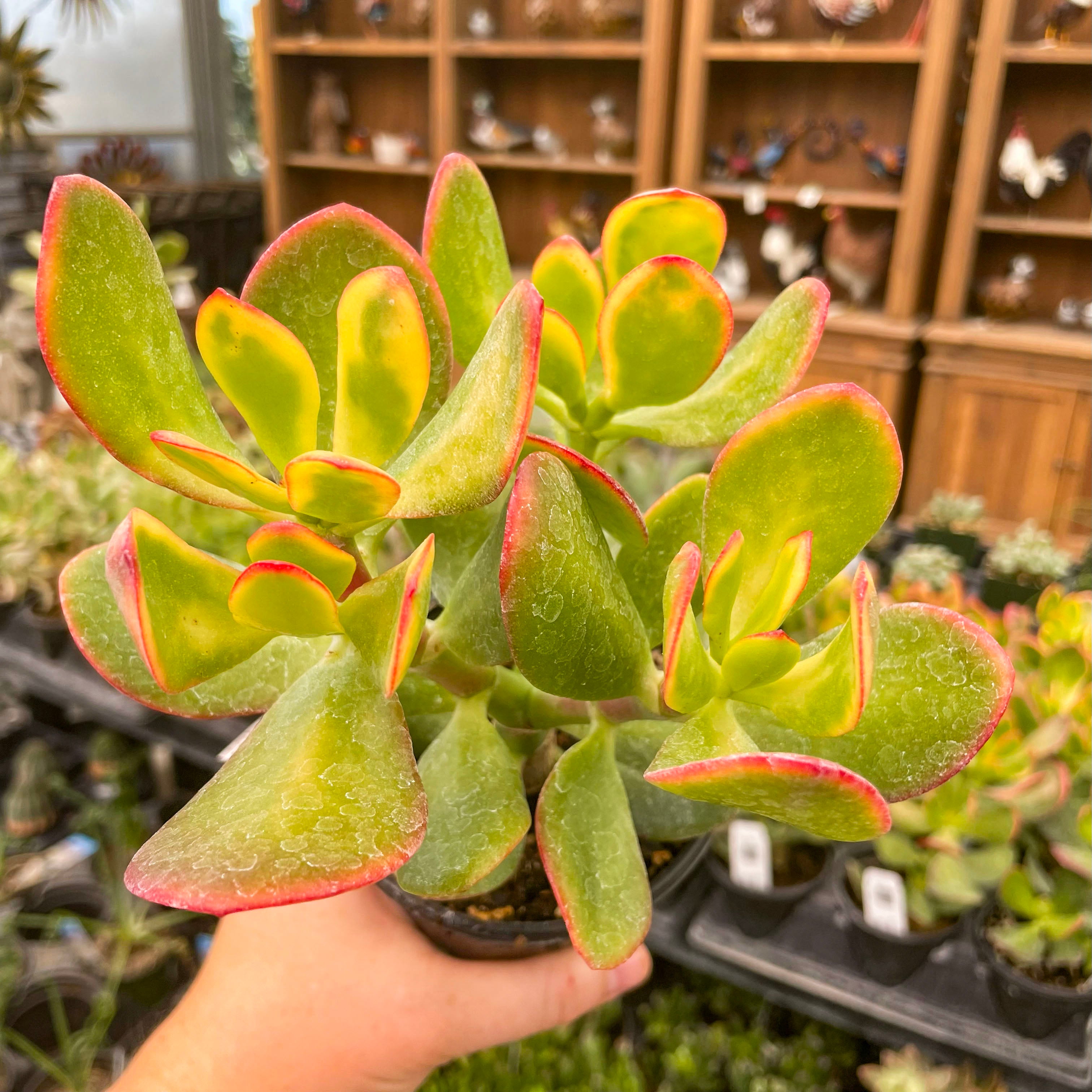 yellow leaves succulent Crassula ovata 'New Sunset' – Magic Valley Gardens