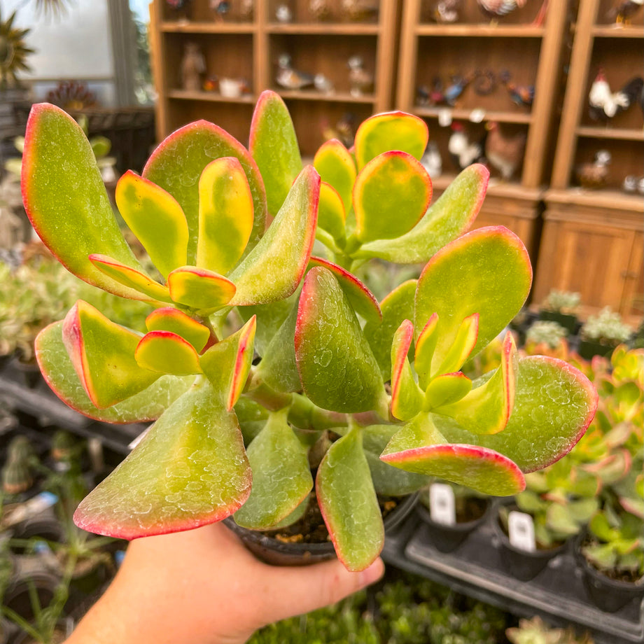 Crassula ovata 'New Sunset'  Magic Valley Gardens