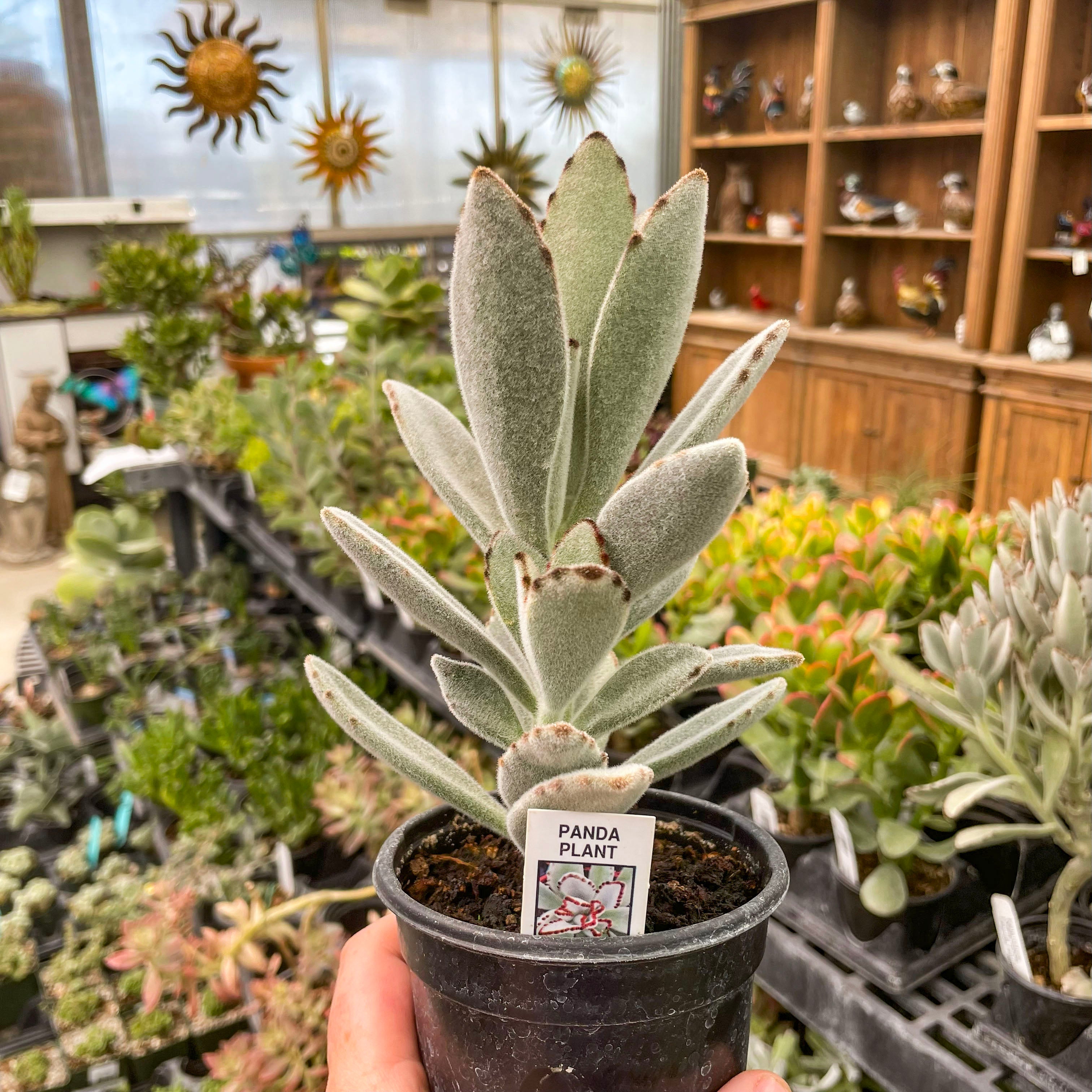 panda ear succulent Kalanchoe tomentosa (Panda Plant)