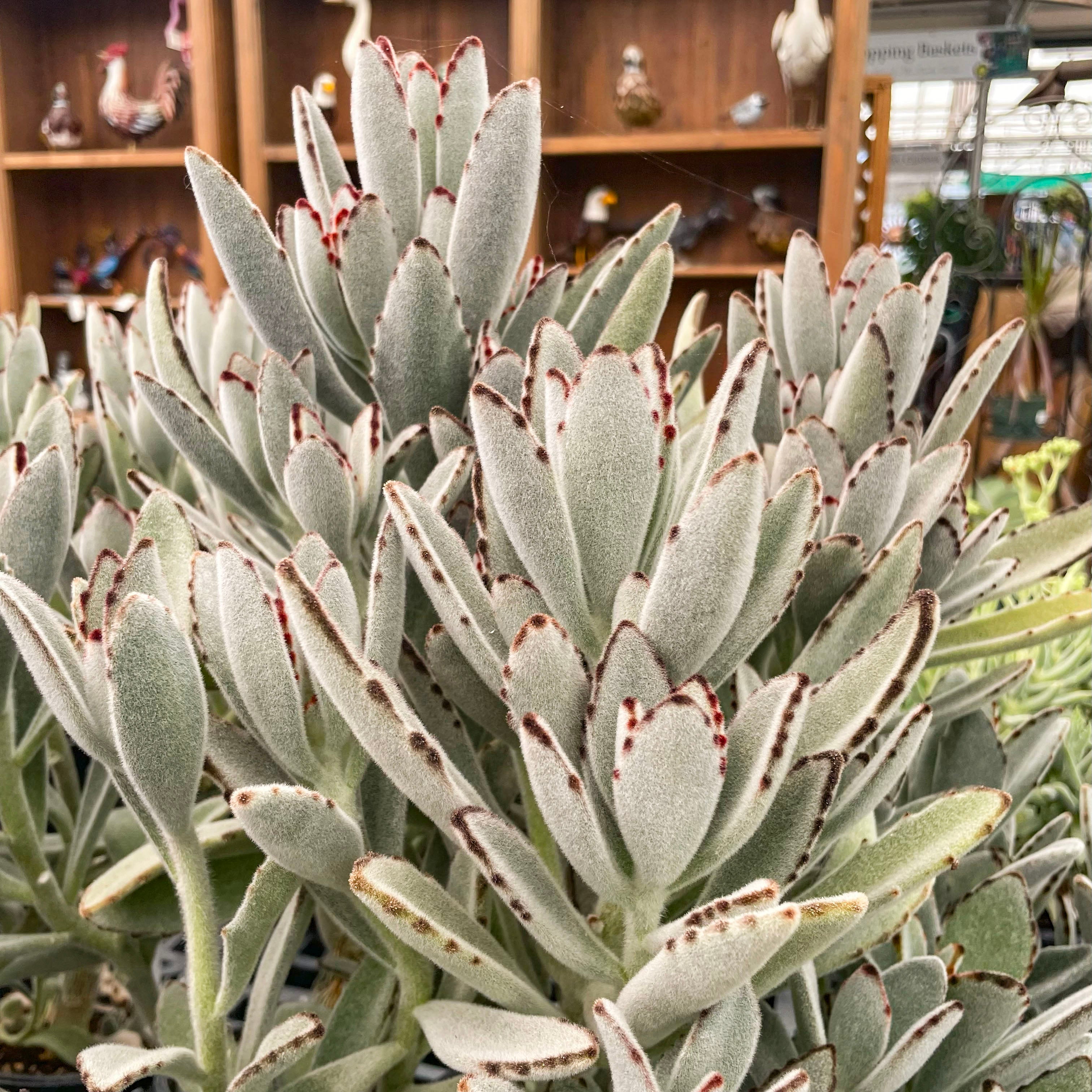 succulent kalanchoe tomentosa Kalanchoe tomentosa (Panda Plant)