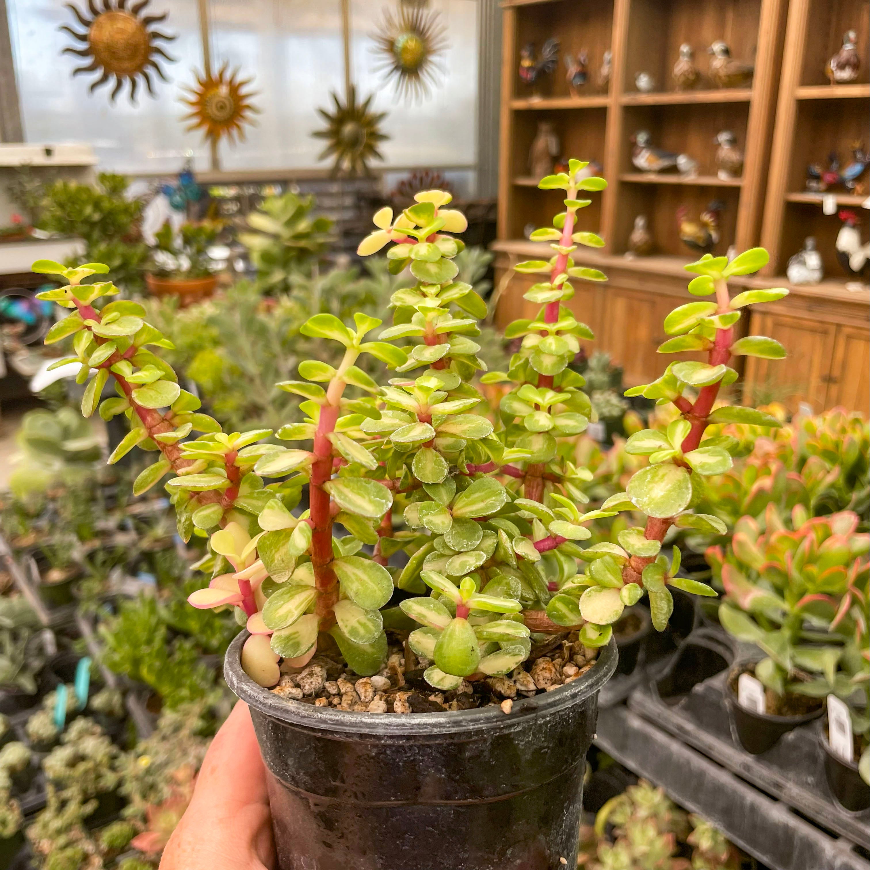 elephant succulent Portulacaria 'Kaleidoscope' (Elephant Bush)