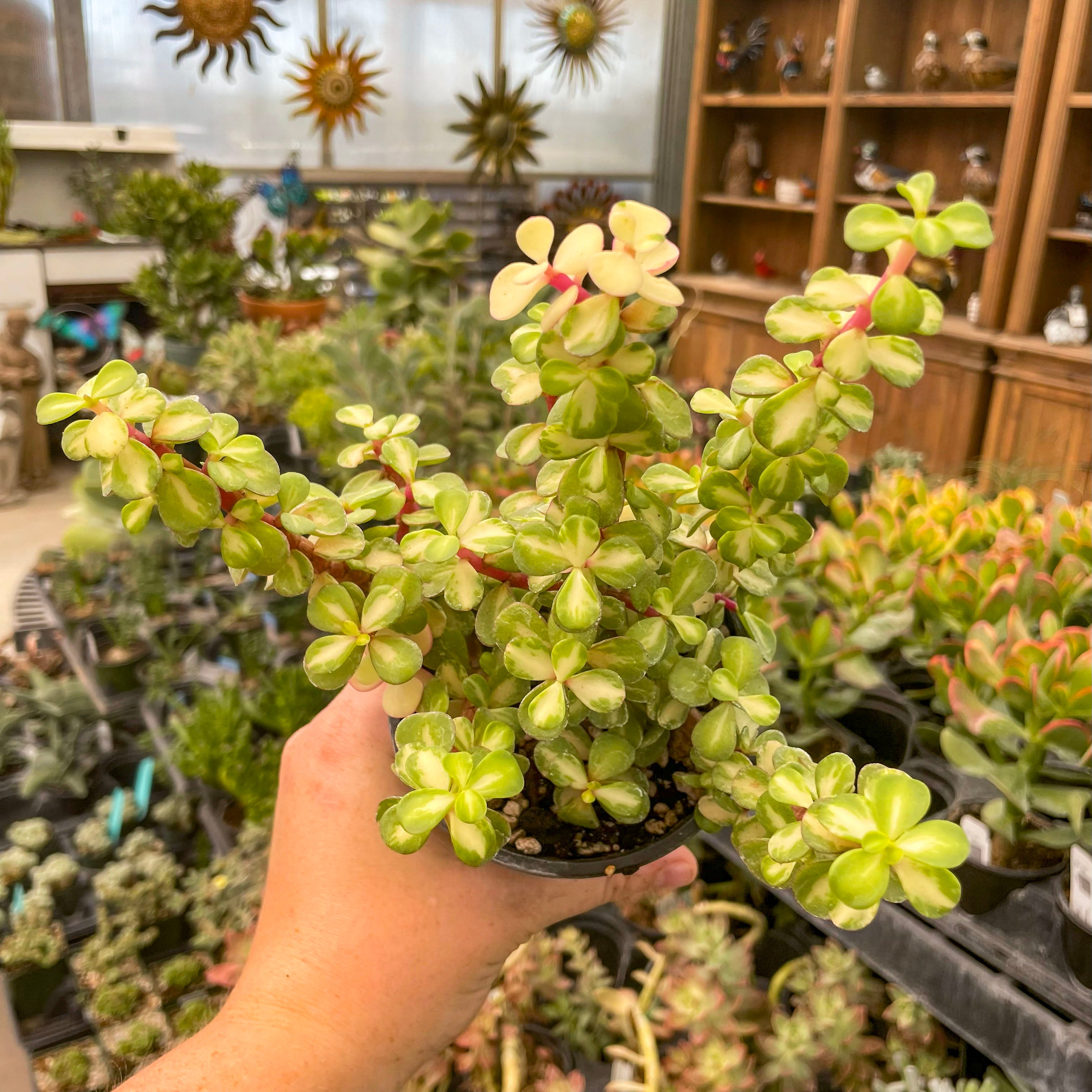 portulacaria afra kaleidoscope Portulacaria 'Kaleidoscope' (Elephant Bush)