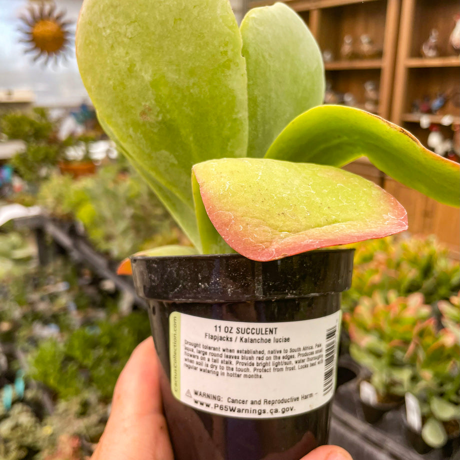 plant flapjack succulent Kalanchoe luciae 'Flapjacks' (Paddle Plant) – Magic Valley Gardens