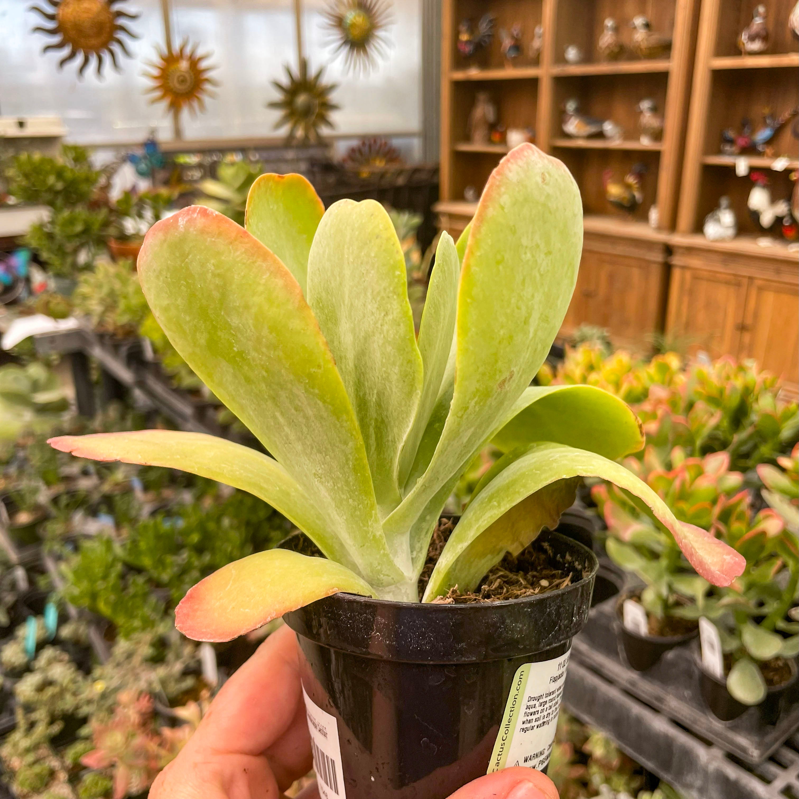 large leaf succulents Kalanchoe luciae 'Flapjacks' (Paddle Plant) – Magic Valley Gardens