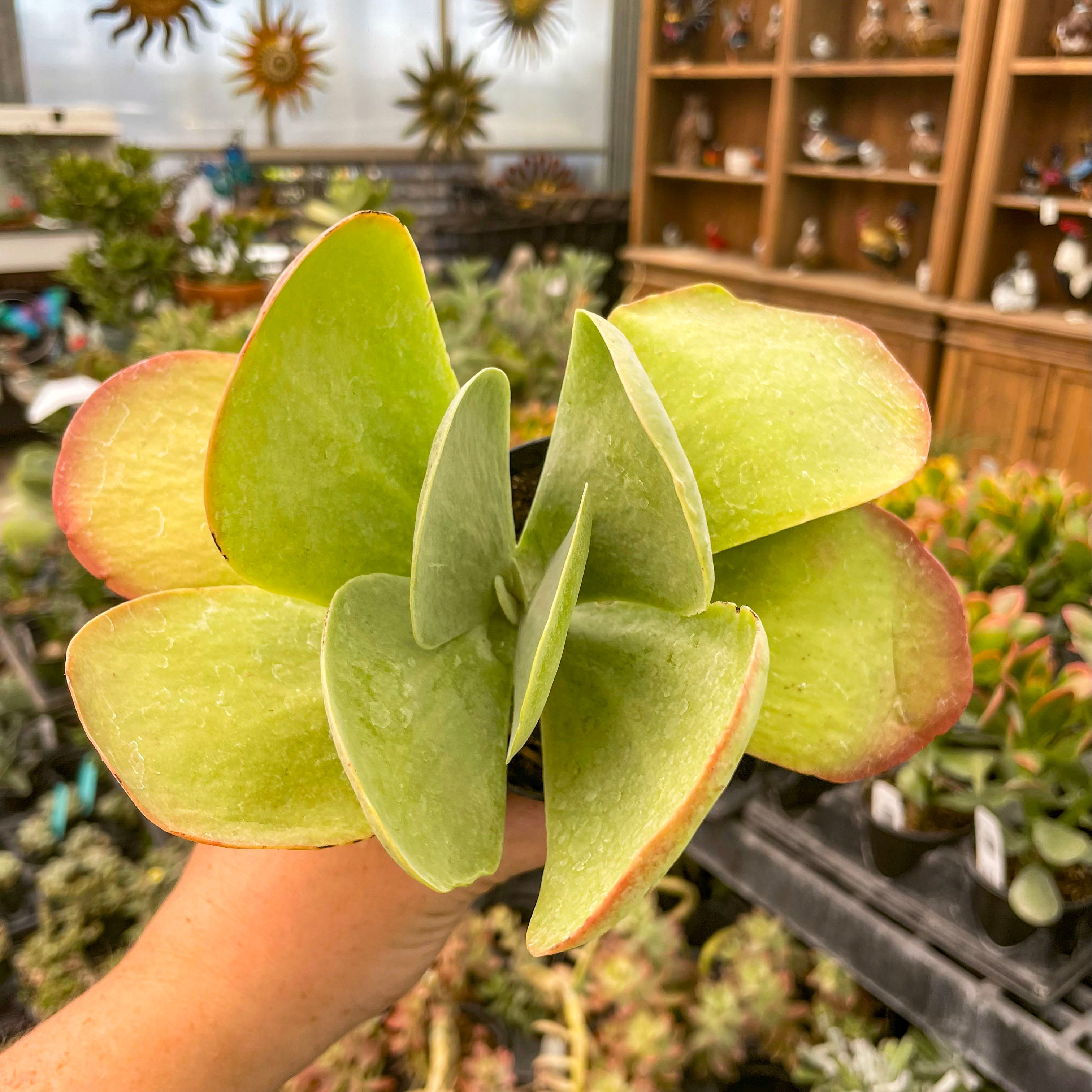 flapjack succulent temperature Kalanchoe luciae ‘Flapjacks’ (Paddle Plant)