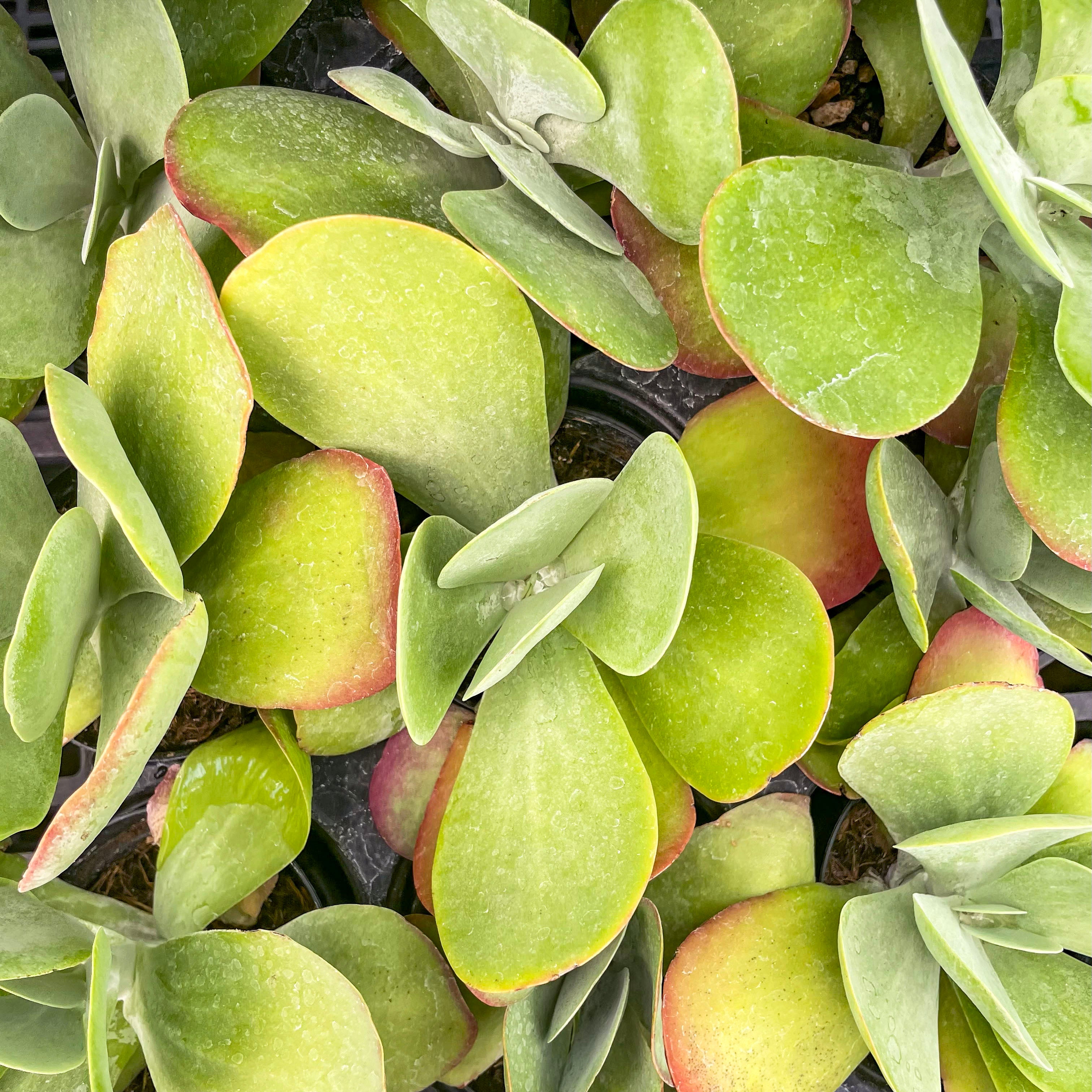 kalanchoe luciae flapjacks succulent plant Kalanchoe luciae 'Flapjacks' (Paddle Plant) – Magic Valley Gardens