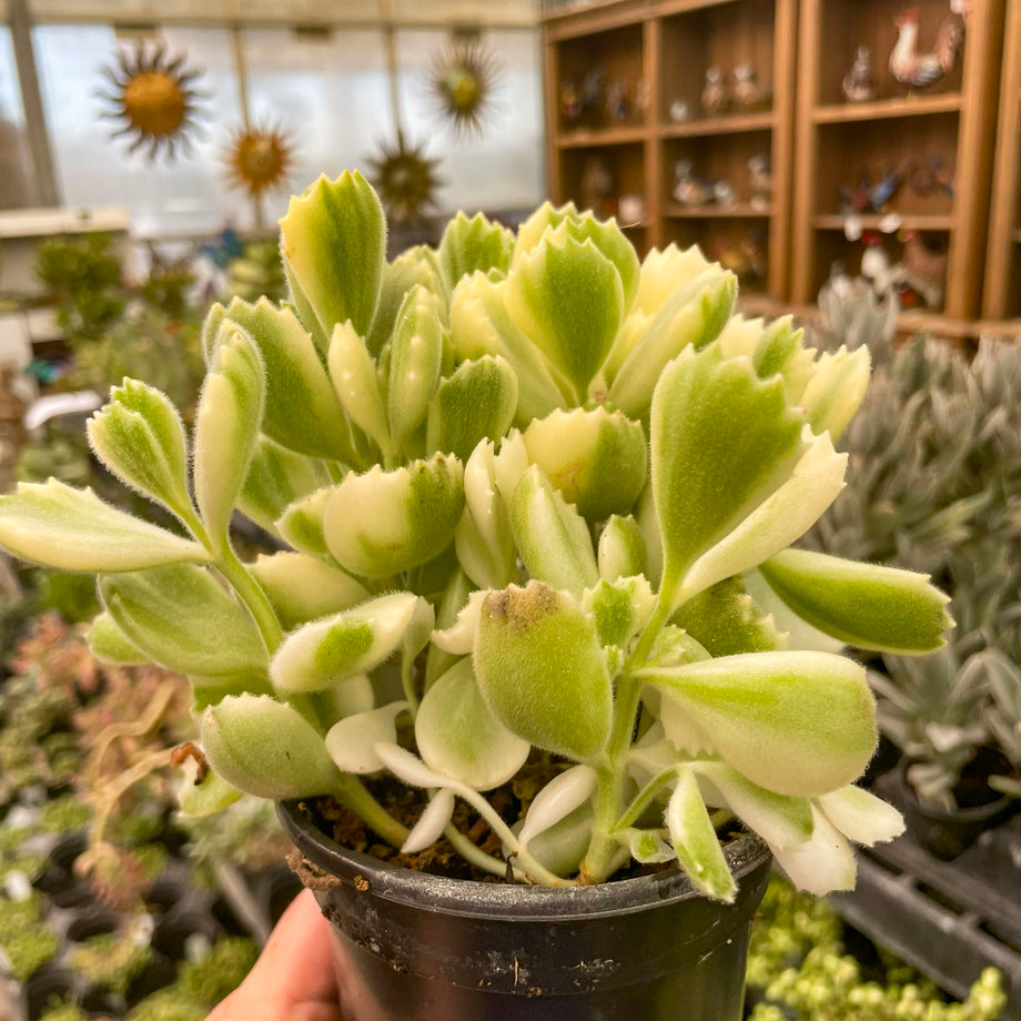 bear paw succulent variegated Cotyledon ladismithiensis variegata (Variegated Bear's Paw) – Magic Valley Gardens