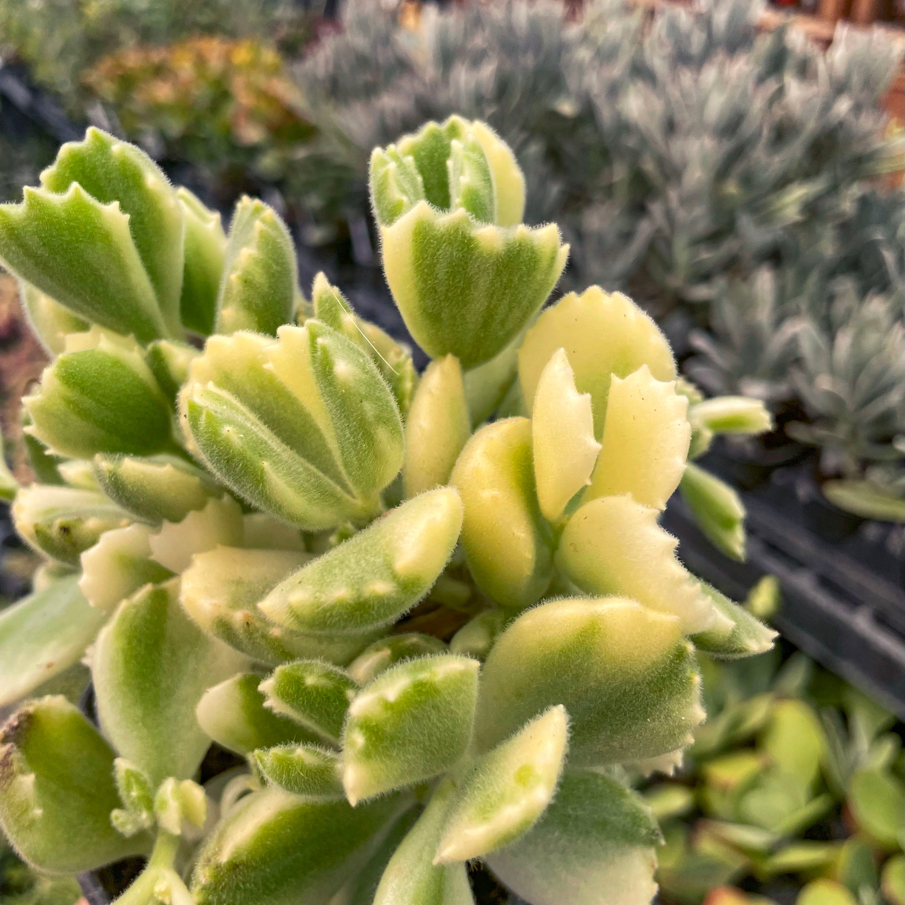 yellow bear paw succulent Cotyledon ladismithiensis variegata (Variegated Bear's Paw) – Magic Valley Gardens