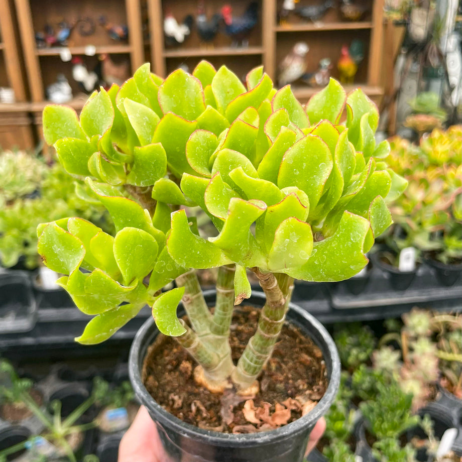 succulent that looks like jade plant Crassula ovata undulatifolia (Ripple Jade) – Magic Valley Gardens