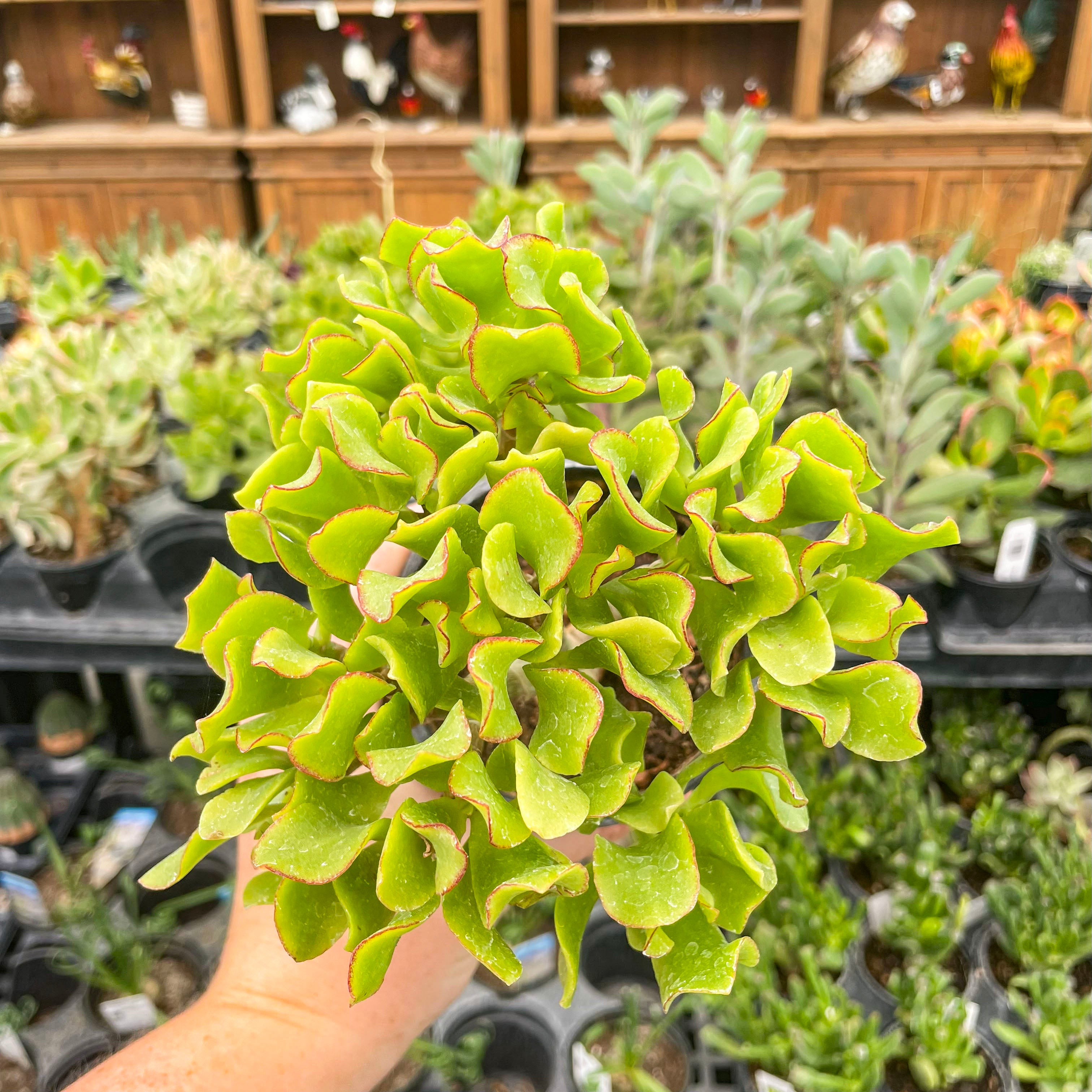 jade dew succulent Crassula ovata undulatifolia (Ripple Jade) – Magic Valley Gardens