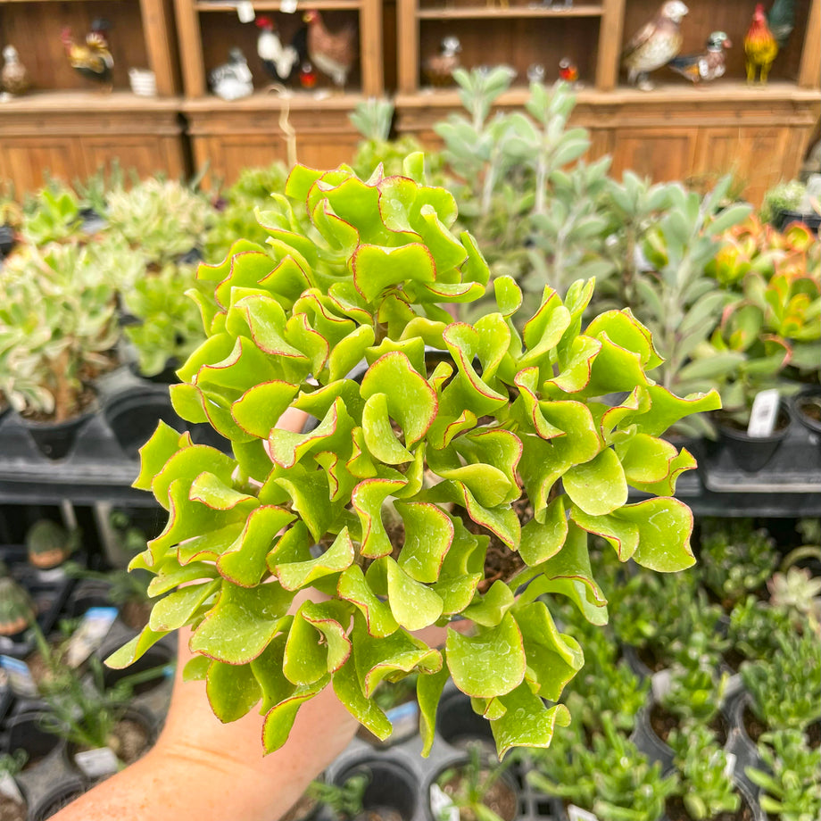 wavy jade plant Crassula ovata undulatifolia (Ripple Jade) – Magic Valley Gardens