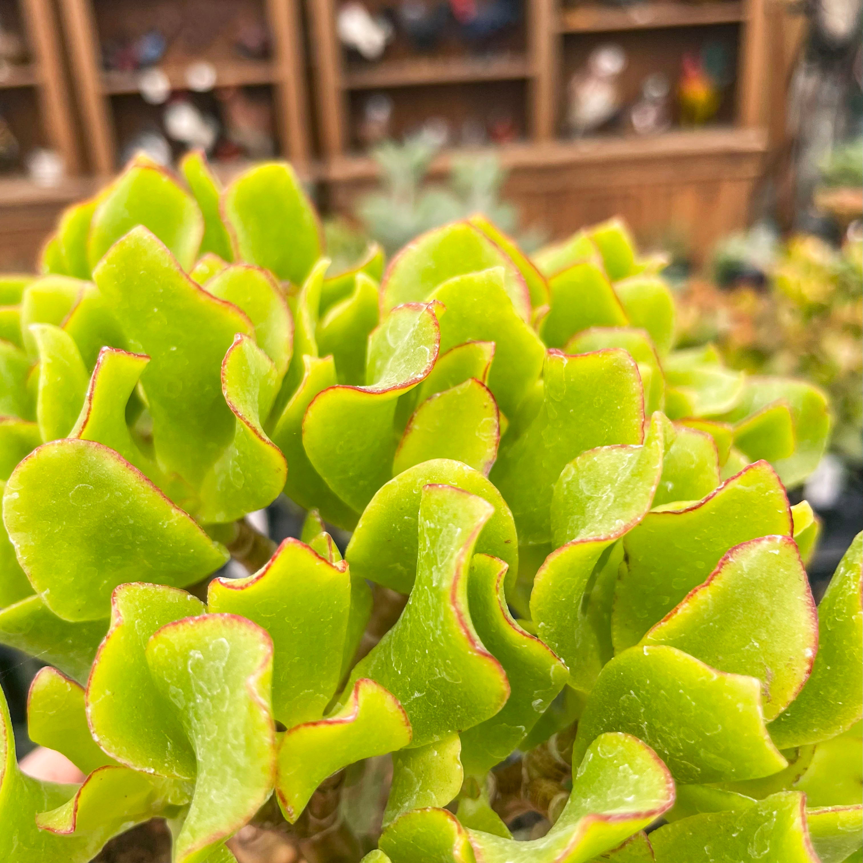 wave jade plant Crassula ovata undulatifolia (Ripple Jade) – Magic Valley Gardens