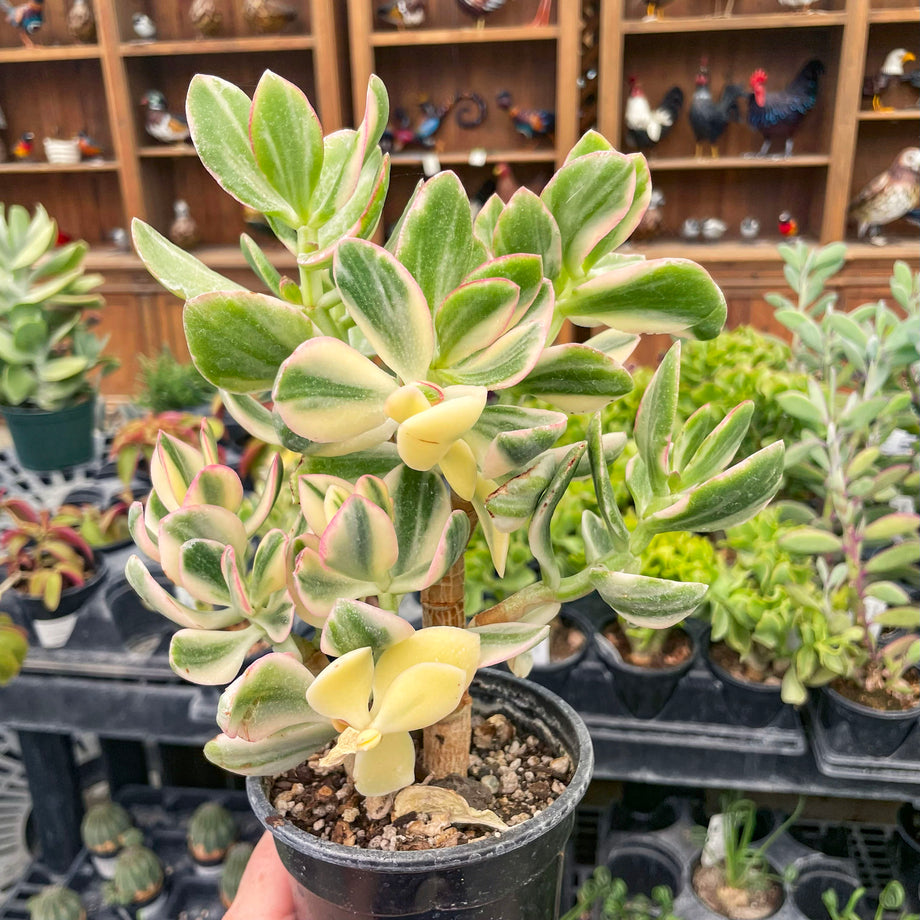 tri color jade plant Crassula ovata 'Tricolor' – Magic Valley Gardens