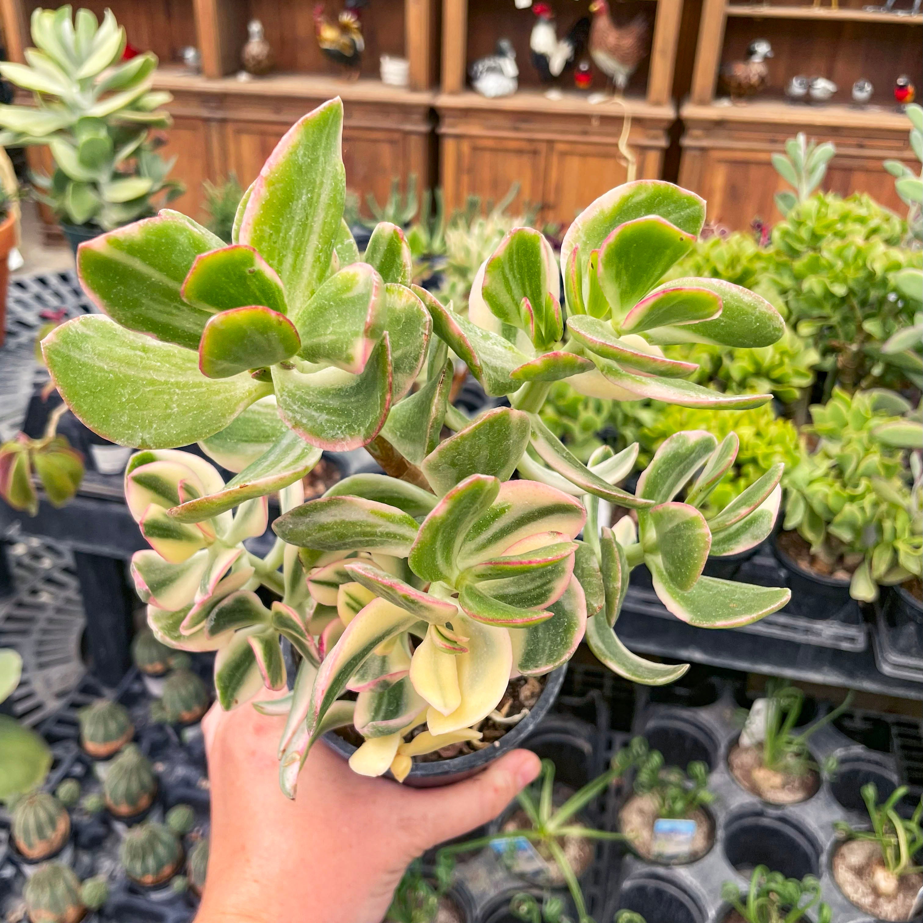 tricolor succulent Crassula ovata 'Tricolor'