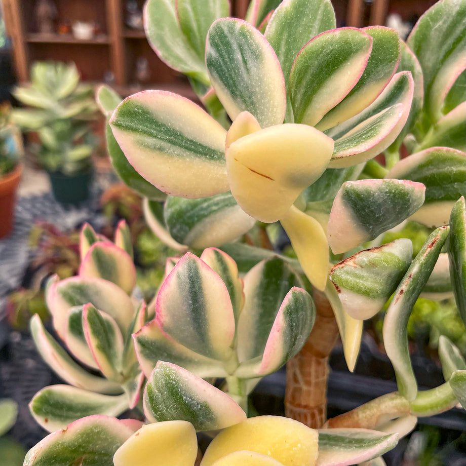 Crassula ovata 'Tricolor' – Magic Valley Gardens