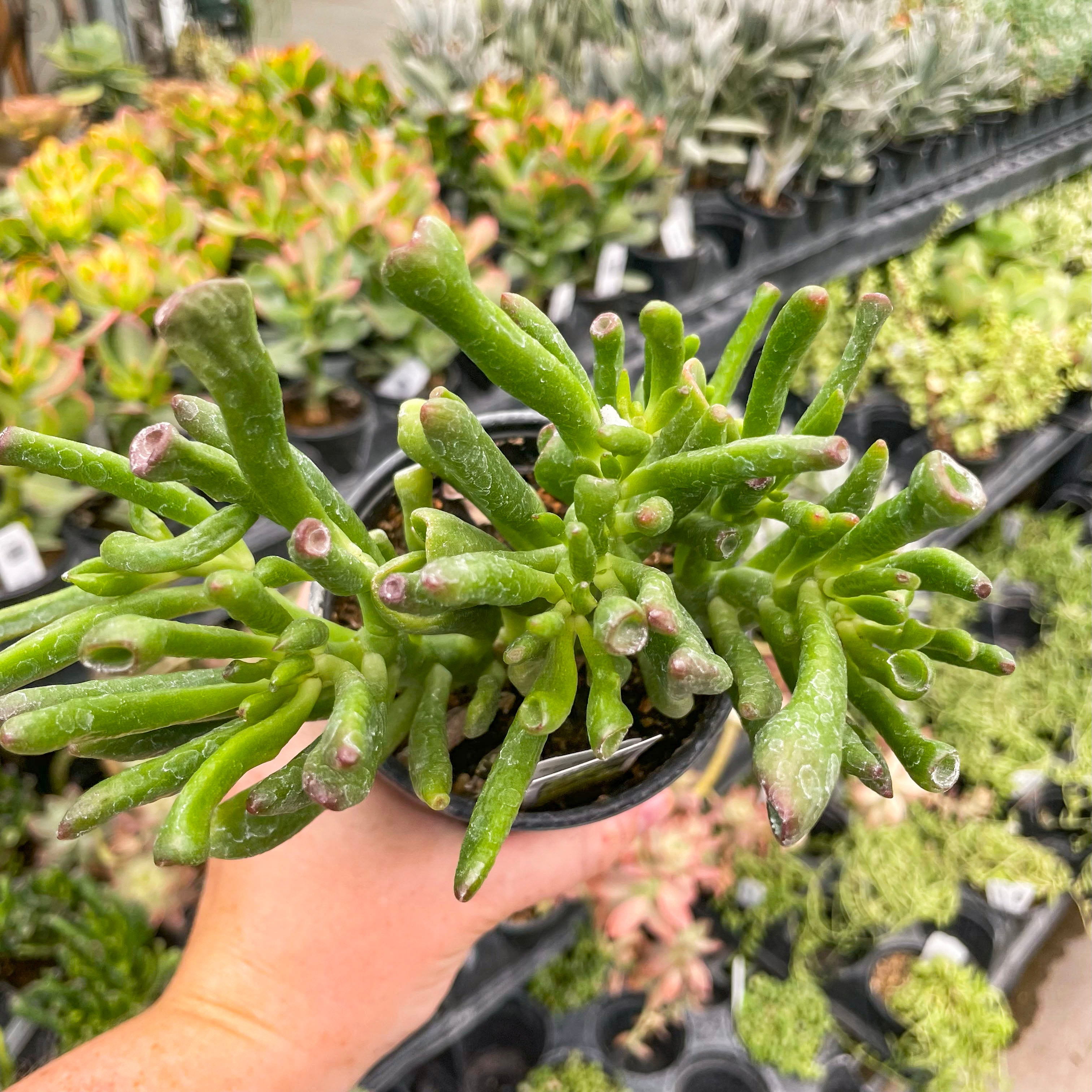 jade plant hobbit Crassula ovata 'Hobbit' – Magic Valley Gardens