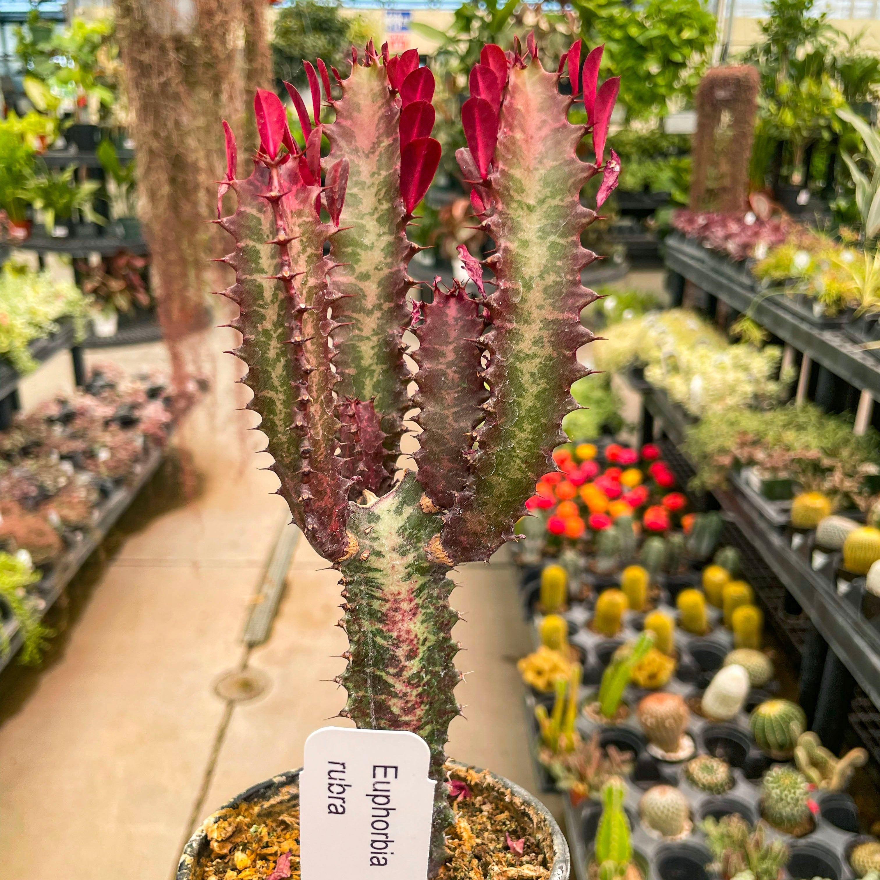 euphorbia trigona succulent Euphorbia trigona rubra (African Milk Tree)