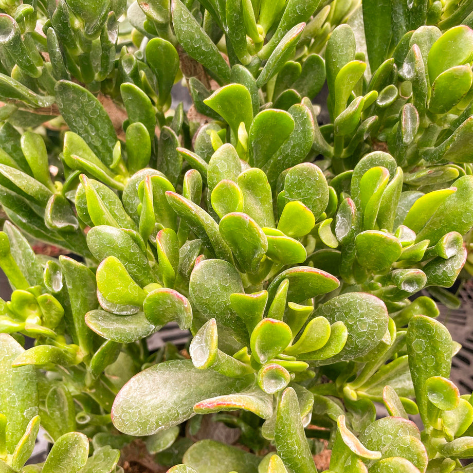 Lot De 2 Plantes Succulentes Crassula Ovata 'Hobbit' (Arbre De Jade) - Pot 12 Cm, Hauteur 10-20 Cm - Plante D'Intérieur Facile