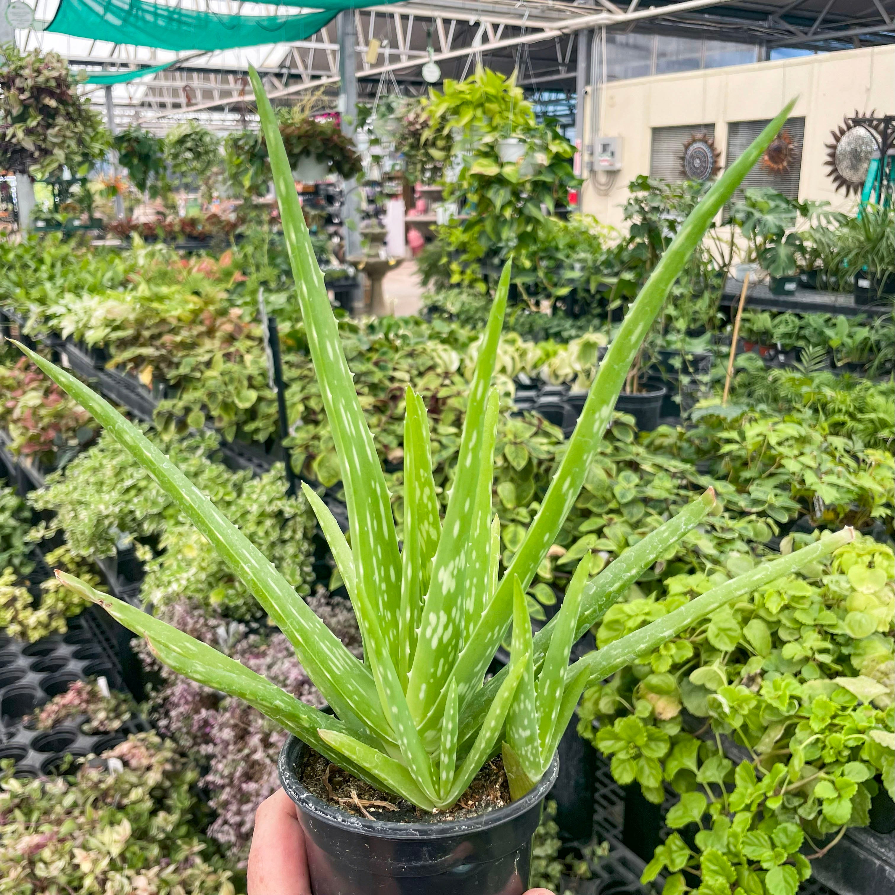 aloe vera plant garden Aloe vera – Magic Valley Gardens