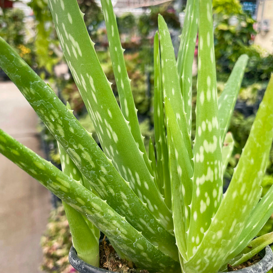 aloe vera green Aloe vera (A. barbadensis) Medicinal Aloe