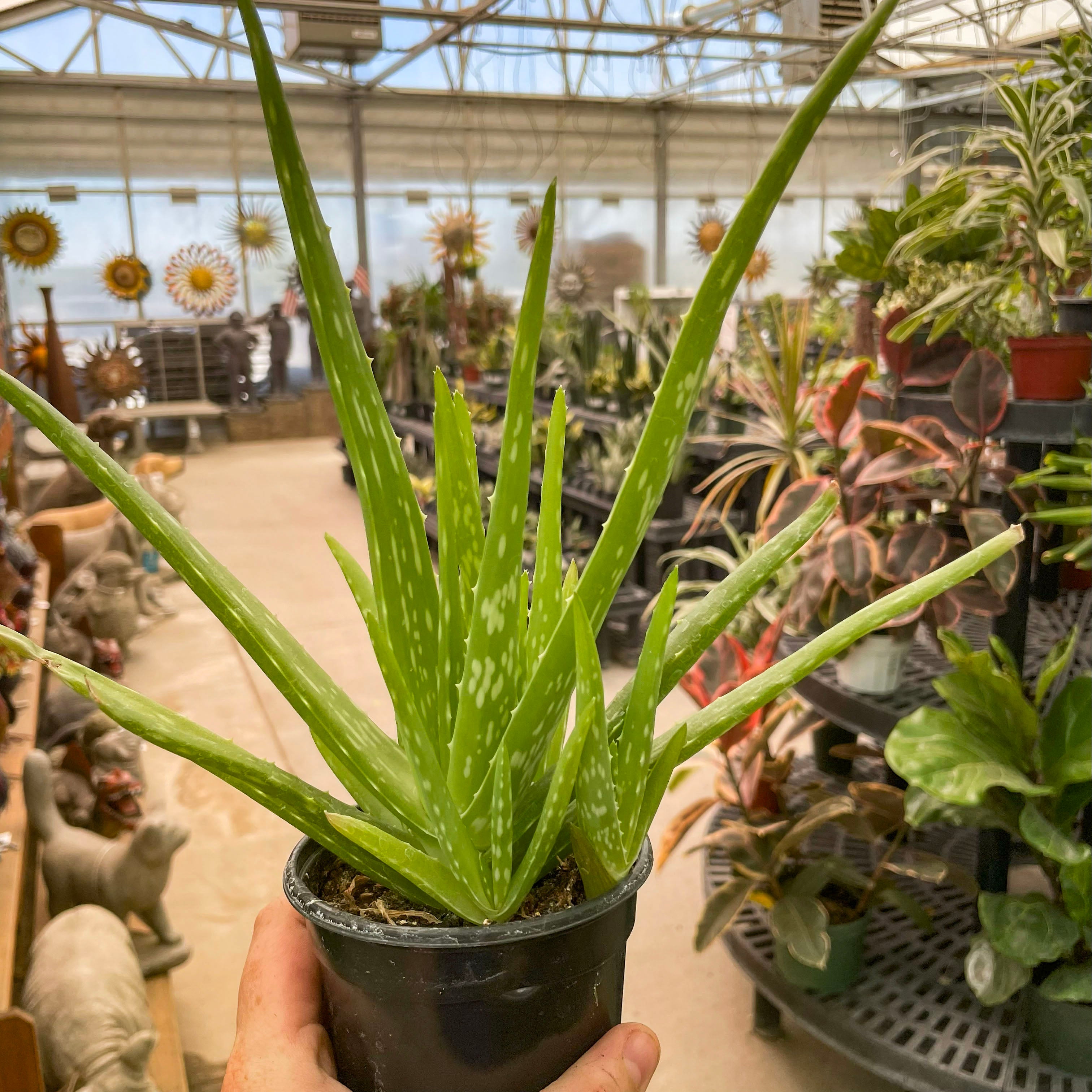 pot for aloe vera plant Aloe vera – Magic Valley Gardens