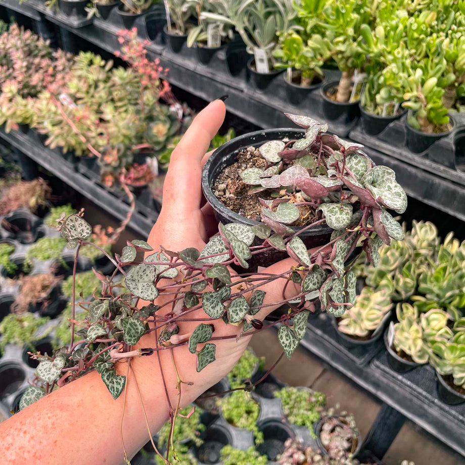 ceropegia woodii succulent Ceropegia woodii (String of Hearts) – Magic Valley Gardens